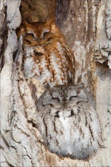 Love Owls In A Tree