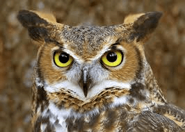 Great Horned Owl