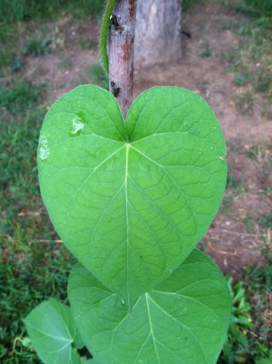 Green Leaf