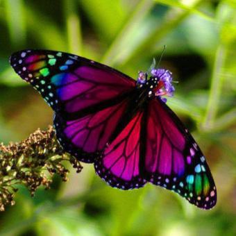 Magenta Butterfly