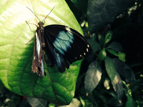 WiseOwlLawrence - Vienna Butterfly Pavilion