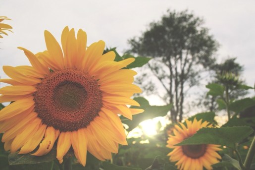 WiseOwlChristine - Sunflower