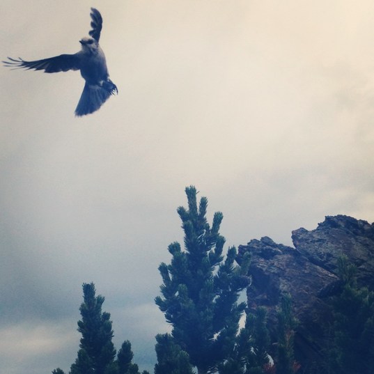 WiseOwlMarie - Rock Mountain Colorado