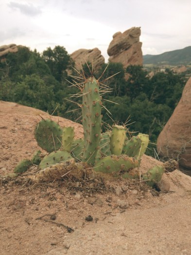 WiseOwlMarieInColorado