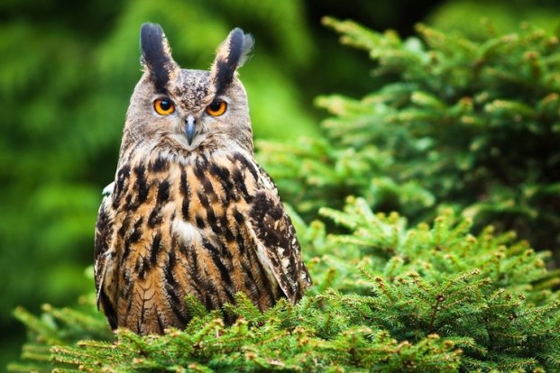 Eurasian Eagle Owl