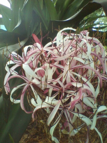 WiseOwlKahlil - Flower