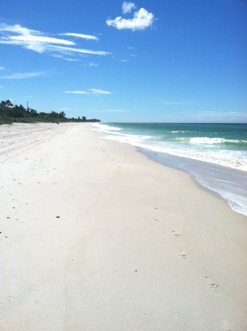 WiseOwlTaylor - West Coast of Florida