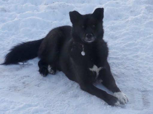 WiseOwlBettyAnn - Mishka