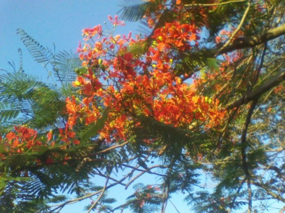 WiseOwlKalil - Tree 2