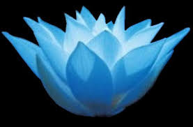 Blue Light Lotus