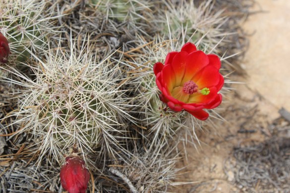 WiseOwlMarie - Desert Flower