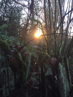 FROm WISE OWL LISA IN WASHINGTON STATE