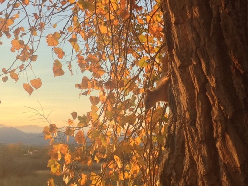 FROM WISE OWL MARIE.  DON'T MISS WHAT'S IN THE TREE.